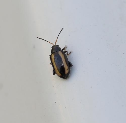 Réf. 226 436 : Phyllotreta undulata